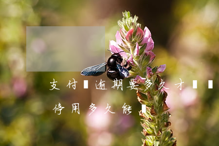支付寶逾期要多久才會開通 支付寶沒有逾期停用多久能開