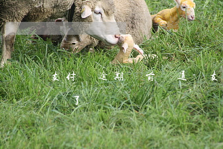 支付寶逾期訴前溝通-支付寶逾期了說要起訴了
