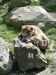 支付寶逾期訴前調(diào)解(支付寶逾期收到訴前通知)
