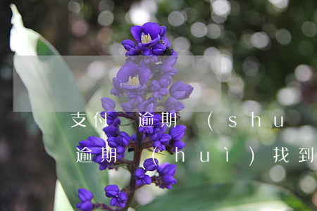 支付寶逾期說(shuō)寄到老家(支付寶逾期會(huì)找到老家嗎)