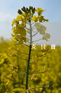 支付寶逾期說是惡意逾期(支付寶逾期啥意思)