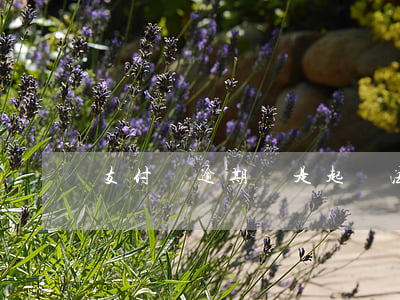 支付寶逾期說是起訴法院