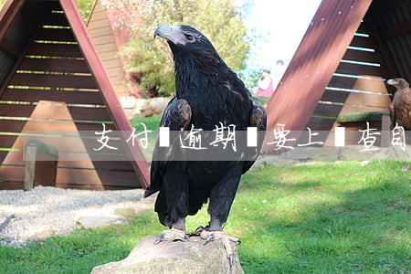 支付寶逾期說要上門查自己征信-