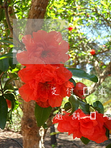 支付寶逾期說要走訪我家是真的嗎-支付寶逾期說要走訪我家是真的嗎嗎