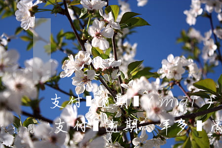 支付寶逾期買(mǎi)車(chē)分期(支付寶逾期一年多還清了還可以分期買(mǎi)車(chē)嗎)