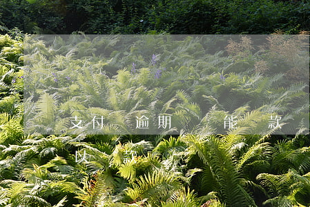 支付寶逾期買車能貸款嗎(支付寶有逾期的可以貸款買車嗎)