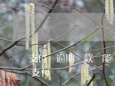 支付寶逾期貸款還能貸出來么（手機貸逾期上支付寶）