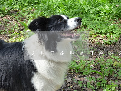 支付寶逾期走訪通知(支付寶逾期反饋)
