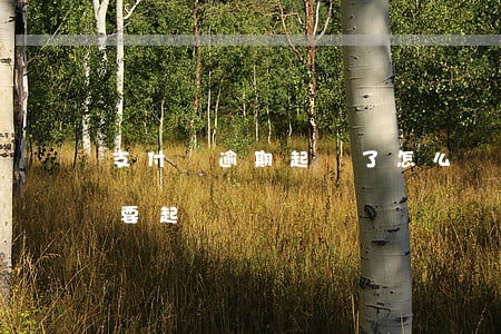 支付寶逾期起訴了怎么辦（支付寶逾期為什么要起訴）