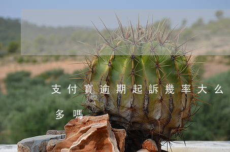 支付寶逾期起訴幾率大么(支付寶逾期起訴的多嗎)