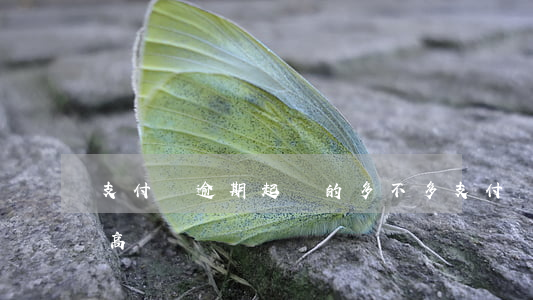 支付寶逾期起訴的多不多(支付寶逾期起訴率高嗎)