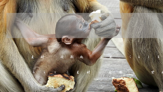 支付寶逾期起訴立案標(biāo)準(zhǔn)（支付寶逾期訴訟前核實(shí)）
