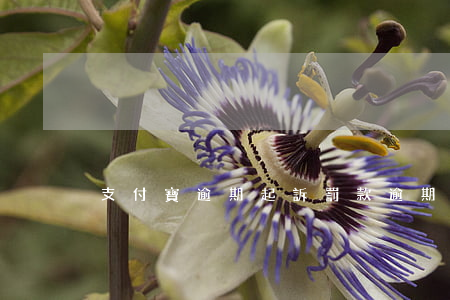 支付寶逾期起訴罰款(逾期支付寶說要起訴)