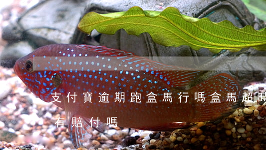 支付寶逾期跑盒馬行嗎(盒馬超時(shí)有賠付嗎)