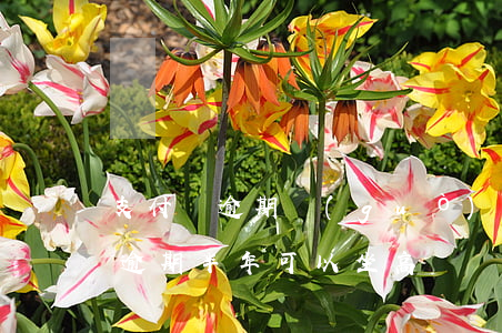 支付寶逾期過(guò)能坐高鐵么(支付寶逾期半年可以坐高鐵嗎)