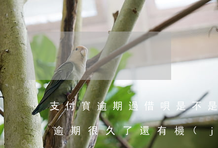 支付寶逾期過借唄是不是不會開通-支付寶逾期很久了還有機(jī)會開通借唄嗎