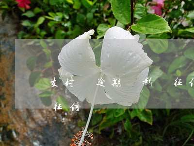支付寶逾期過影響征信嗎(支付寶逾期過影響征信嗎)
