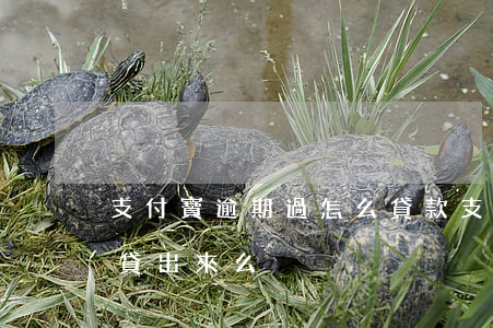 支付寶逾期過怎么貸款(支付寶逾期貸款還能貸出來么)