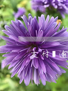 支付寶逾期違約金追回(支付寶違約金是多少)