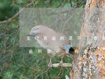 支付寶逾期還不了會有什么后果-支付寶已逾期會不會有事