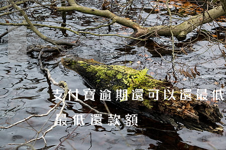 支付寶逾期還可以還最低還款么(逾期還能還最低還款額)