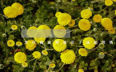 支付寶逾期還完了還能借嗎