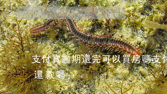 支付寶逾期還完可以買房嗎 支付寶可以逾期還款嗎
