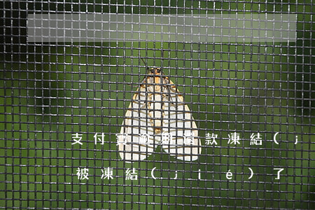 支付寶逾期還款凍結(jié)(支付寶逾期被凍結(jié)了)