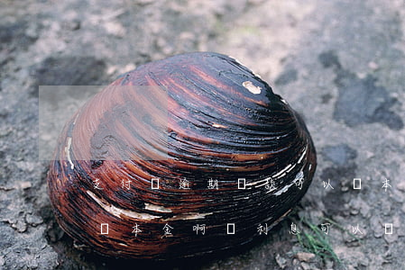 支付寶逾期還款可以還本金嗎(支付寶逾期只還本金 啊還利息可以嗎?)
