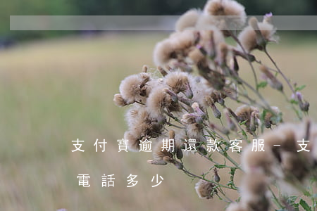 支付寶逾期還款客服-支付寶逾期還款客服電話多少