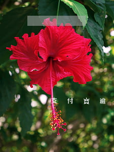 支付寶逾期還款對信用有影響嗎-