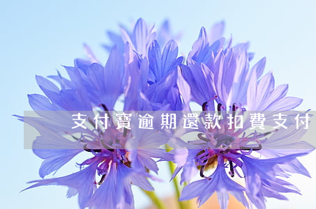 支付寶逾期還款扣費(支付寶逾期還款扣費)