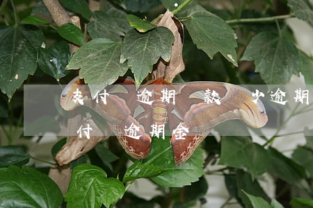 支付寶逾期還款減少逾期天數(shù)(支付寶逾期金額)