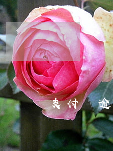 支付寶逾期還款開通不了