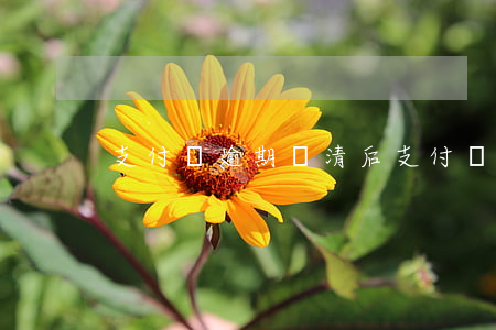 支付寶逾期還清后（支付寶逾期還款方式）
