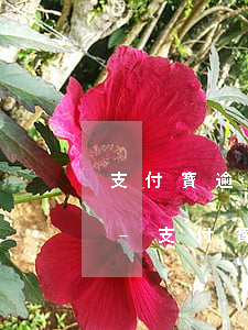 支付寶逾期還清和提前還清的區(qū)別-支付寶逾期還清和提前還清的區(qū)別是什么
