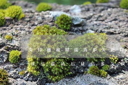 支付寶逾期還清多久更新征信 支付寶逾期上征信,還清后征信多久恢復(fù)
