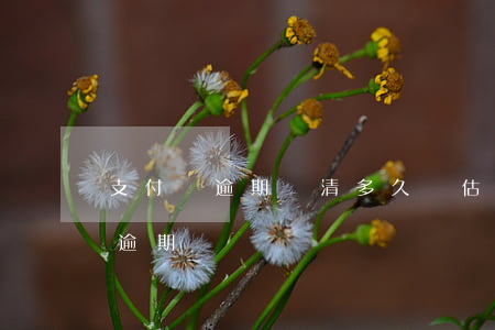支付寶逾期還清多久評估(支付寶逾期多久算逾期)
