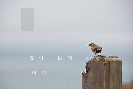 支付寶逾期還能辦房貸嗎(支付寶逾期辦房貸可以嗎)