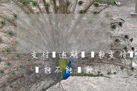 支付寶逾期還貸款(支付寶逾期過(guò)還能不能貸款)