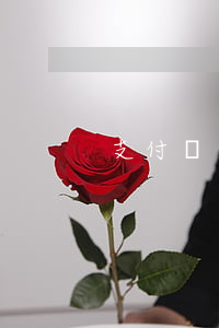 支付寶逾期鄭州回訪組