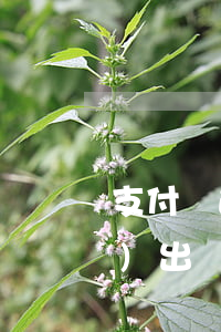 支付寶逾期里面的基金如何轉(zhuǎn)出來-支付寶逾期里面的基金如何轉(zhuǎn)出來呢