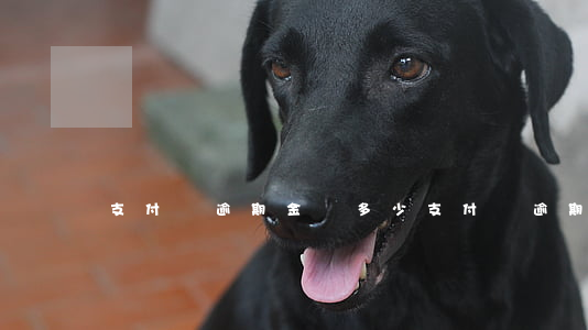 支付寶逾期金額多少(支付寶逾期金額多少)