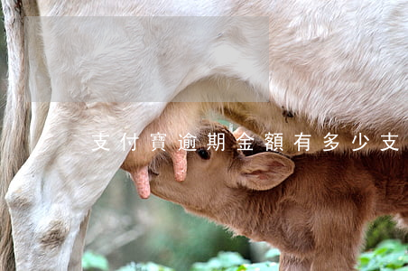 支付寶逾期金額有多少(支付寶逾期1w)