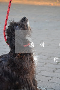 支付寶逾期銀行卡會限制交易么-支付寶逾期銀行卡會限制交易么嗎