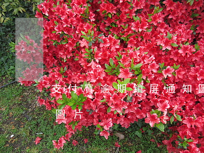 支付寶逾期鎖屏通知圖片-支付寶逾期短信圖片