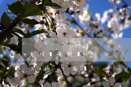 支付寶逾期開(kāi)庭(支付寶逾期開(kāi)庭錢(qián)吧錢(qián)還了還有什么事么)