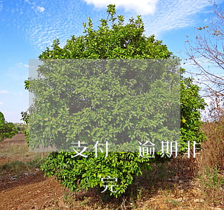 支付寶逾期非讓一次性還清(支付寶逾期必須還完)