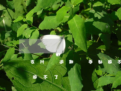 支付寶逾期騎手都做不了(支付寶逾期騎手都做不了)