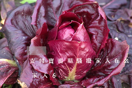 支付寶逾期騷擾家人在么辦（支付寶逾期騷擾家人6）